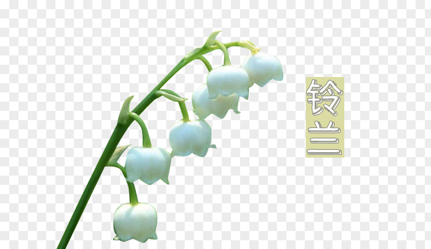 White Lily Of The Valley Wallpaper PNG