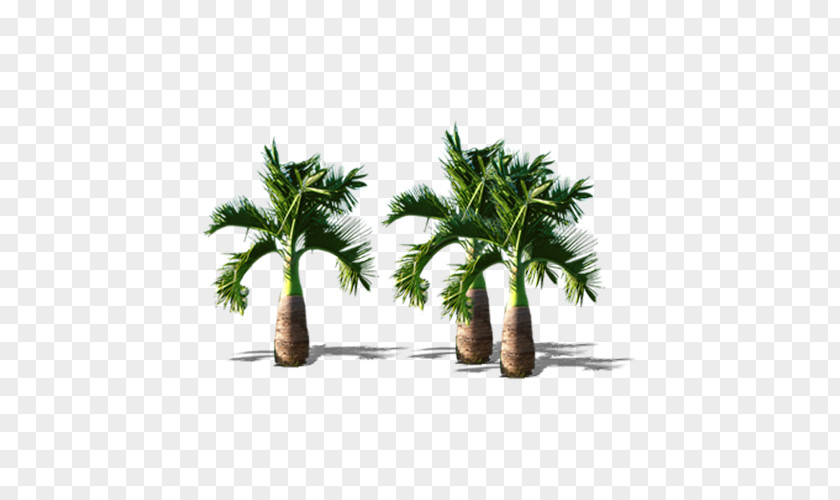 Dwarf Coconut Trees Arecaceae Tree PNG