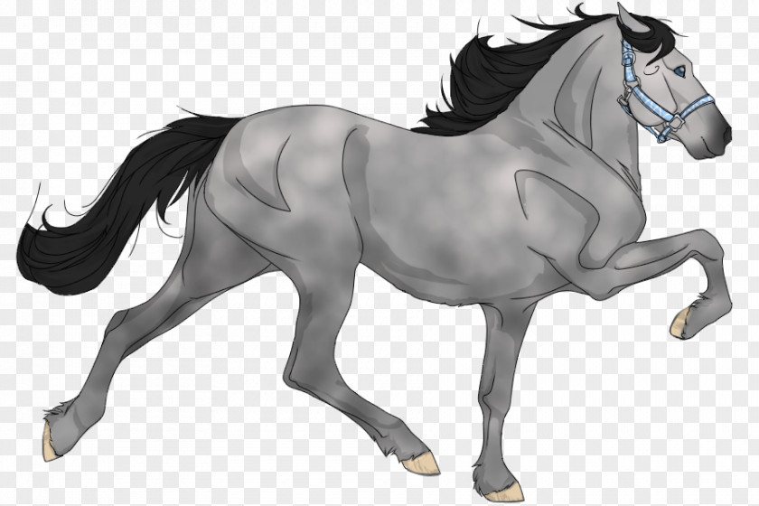 Hen Species Mustang Mane Stallion Pony Foal PNG