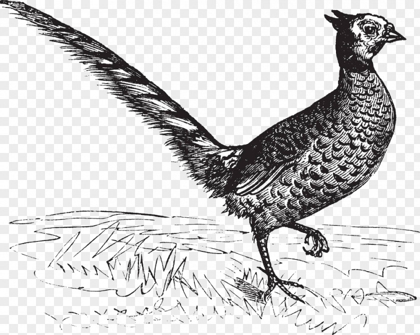 Pheasant Walking In The Grass Drawing Royalty-free Illustration PNG