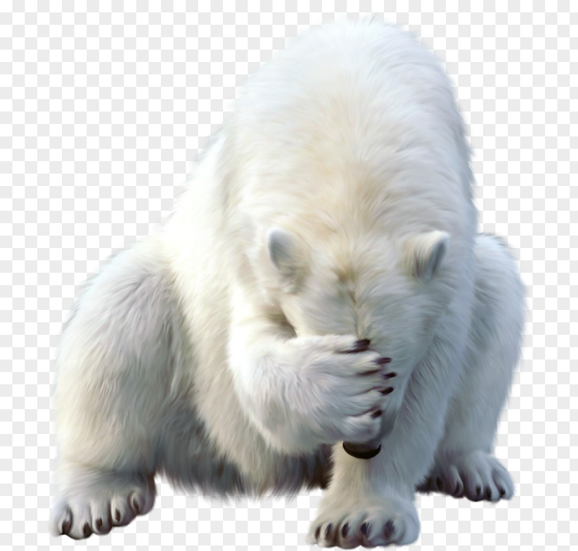 Polar Bear Walrus Animal North Pole PNG