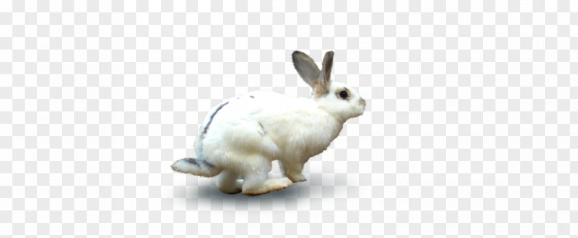 Rabbit Domestic White European Hare PNG