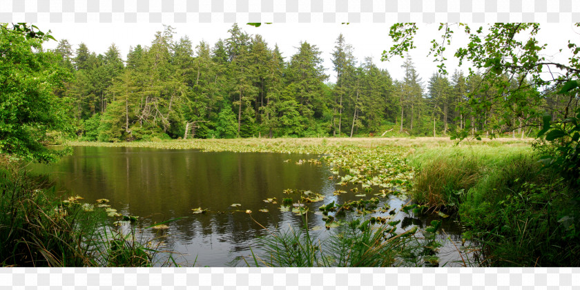 Riparian Zone Vegetation Swamp Plant Community Fen PNG