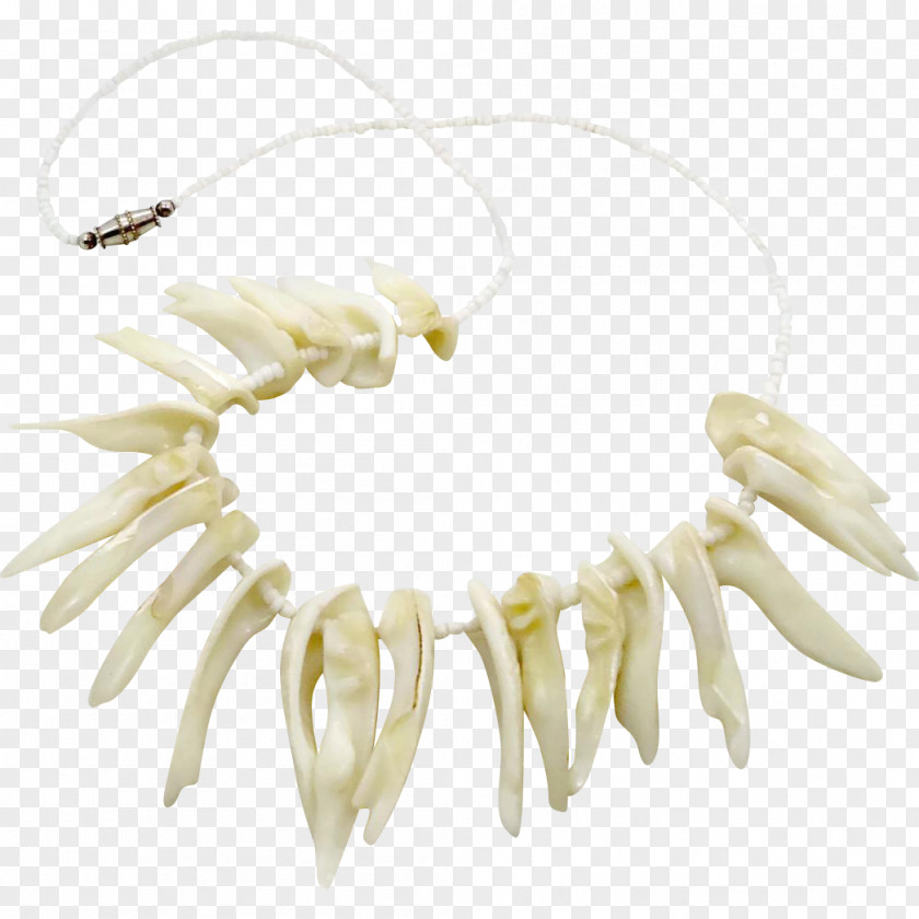 Seashell Body Jewellery Clothing Accessories Necklace Fashion PNG