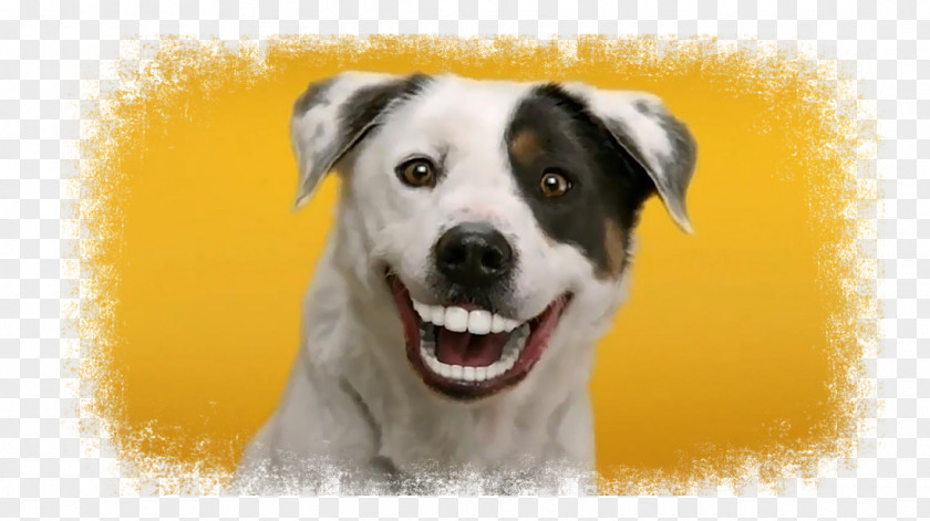 Dog Dentures Dentist Gums Advertising PNG