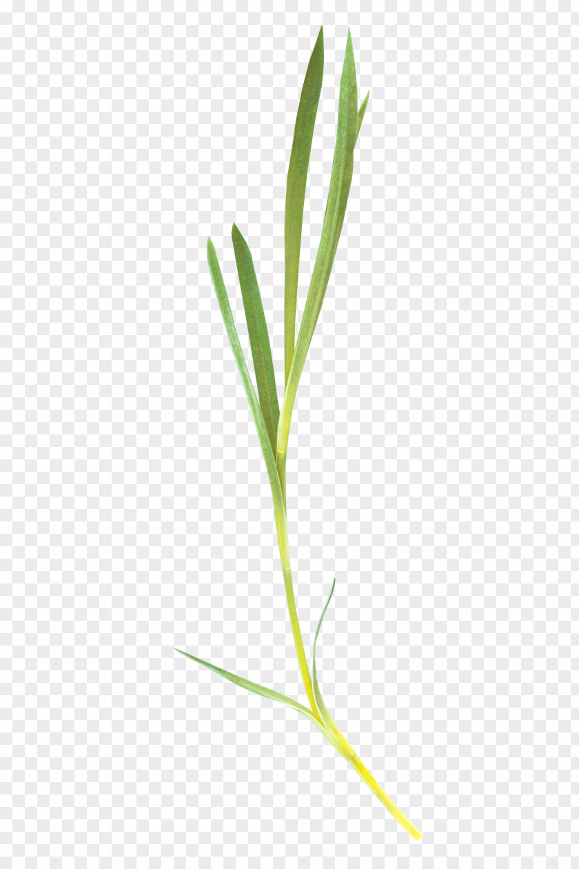 Green Grass Leaf PNG