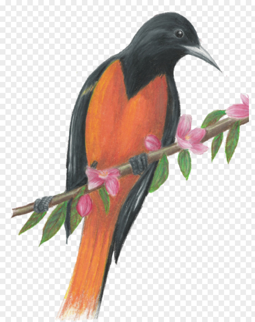 Orange Splash Beak Coraciiformes PNG