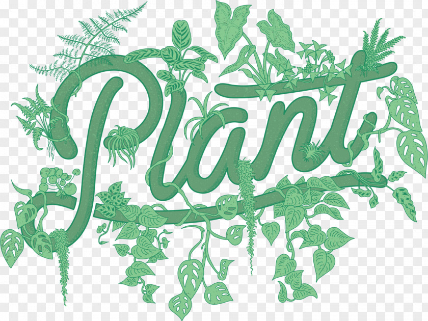 Plant PLANT By Packwood Tillandsia Funckiana Nursery Houseplant PNG