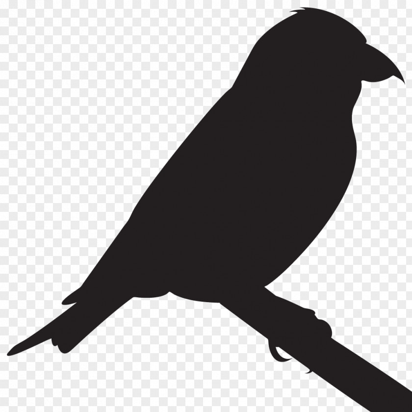 Crossbill Cornell Lab Of Ornithology Bird Red American Crow Beak PNG