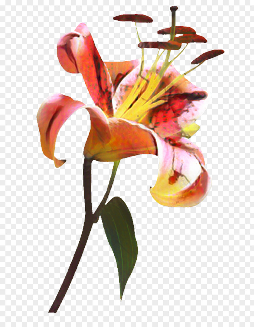 Lily Family Nepenthes Flower Cartoon PNG