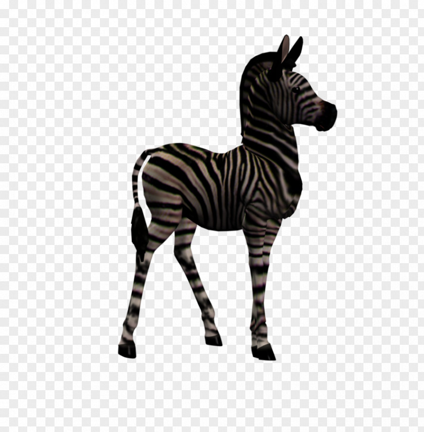 Zebra Quagga Foal PNG