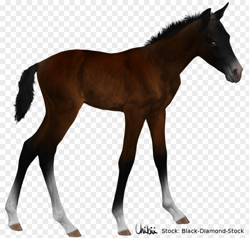 Mustang Foal American Quarter Horse Stallion Colt PNG