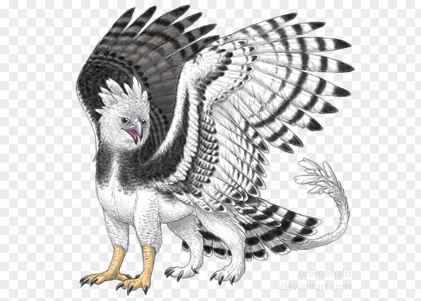 Watercolor Halo Dyeing Bird Harpy Eagle Griffin PNG