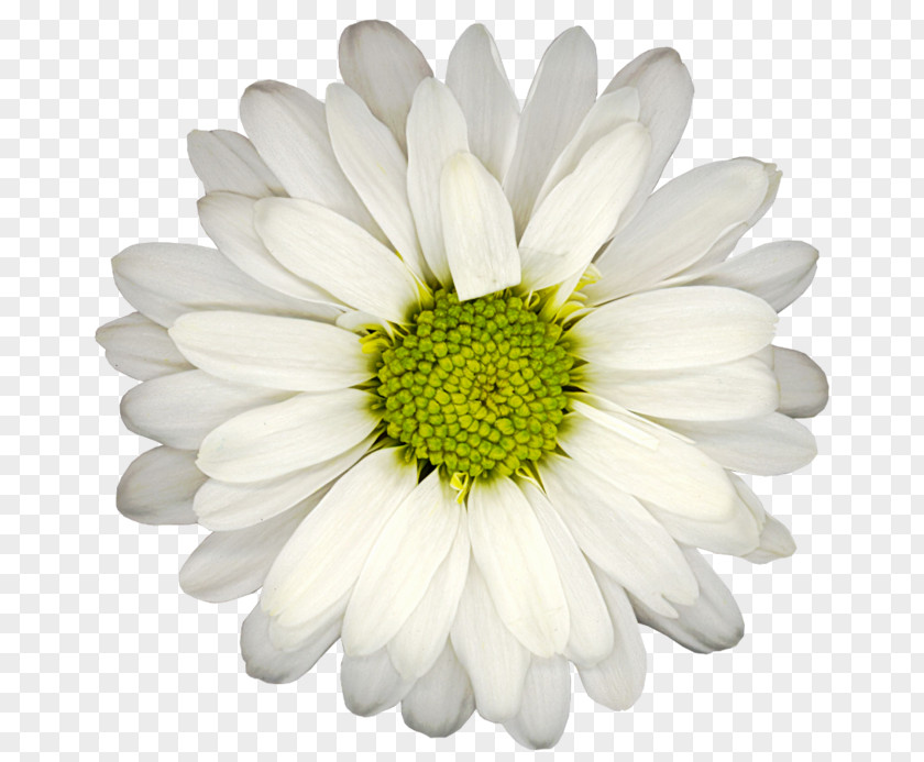 Wildflower African Daisy Flowers Background PNG