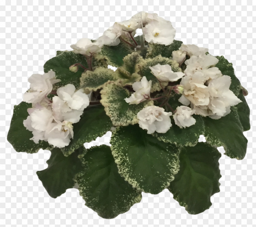 African Violet Society Of America Violets Annual Plant Flower PNG