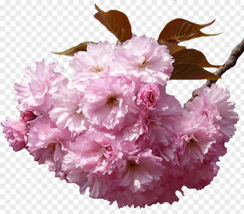 Cherry Blossom National Flower Bouquet Clip Art PNG