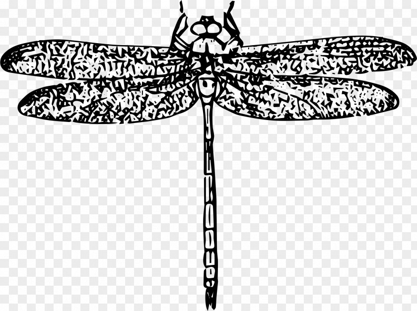 Dragon Fly Beetle PNG