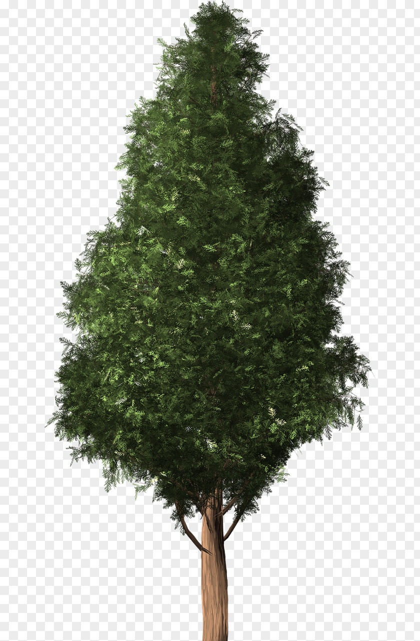 Fir-tree Tree Cedar Austrocedrus Conifers Woody Plant PNG