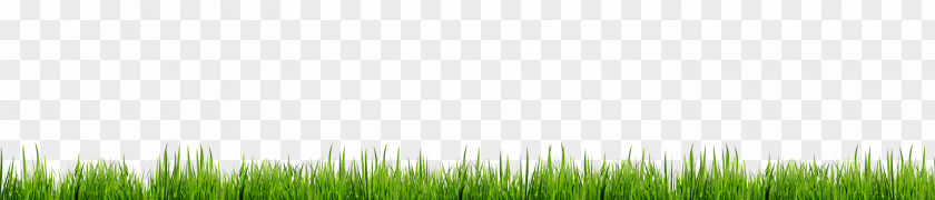 Green Grass Decoration Borders Grasses Lawn Energy Wallpaper PNG