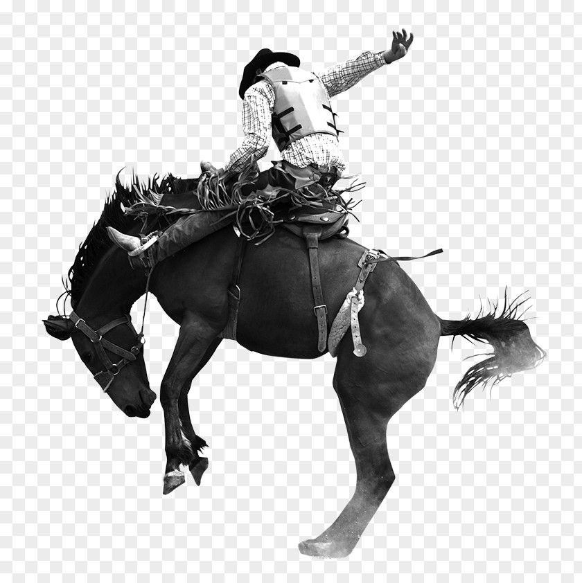 Horse Miles City Bucking Sale Bronco Equestrian PNG