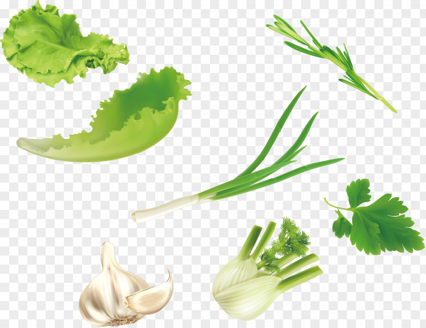 Vector Green Vegetables Lettuce Parsley Garlic Leaf Vegetable U7dd1u9ec4u8272u91ceu83dc Salad PNG