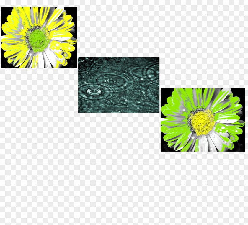 Chrysanthemum La Mente Il Pensiero, Pensiero E Transvaal Daisy Flora Thought PNG