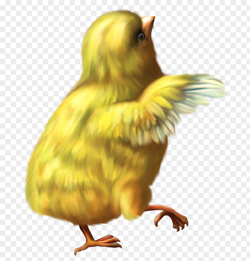 Easter Deco Chicken PNG Clipart Picture Y'all Morning Southern American English Contraction Pronoun PNG