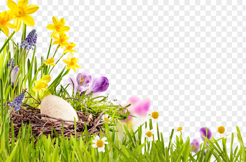 Grass Eggs PNG eggs clipart PNG
