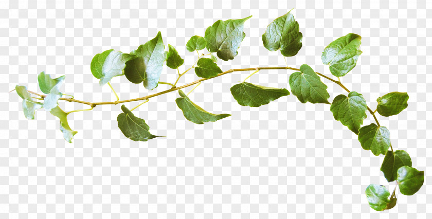 Green Leaves Leaf Twig World Wide Web PNG