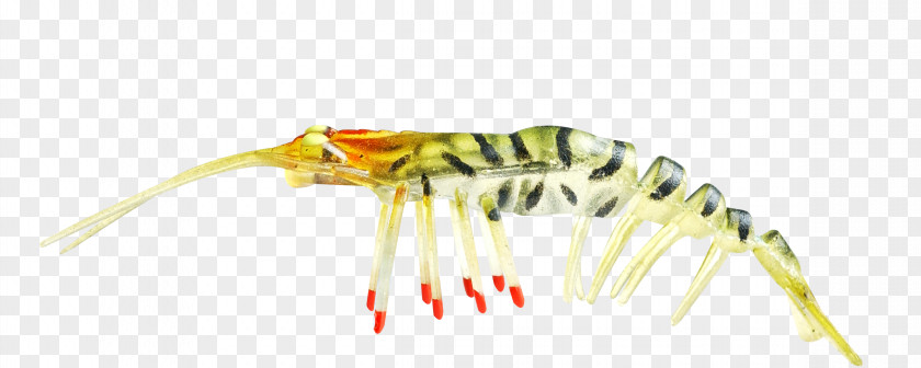 Insect Yellow Centipede PNG