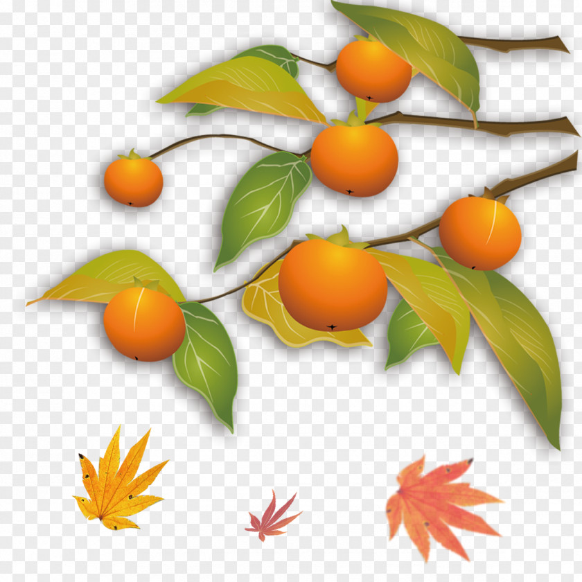 Orange Maple Leaf Kumquat Autumn Mandarin Tangerine PNG
