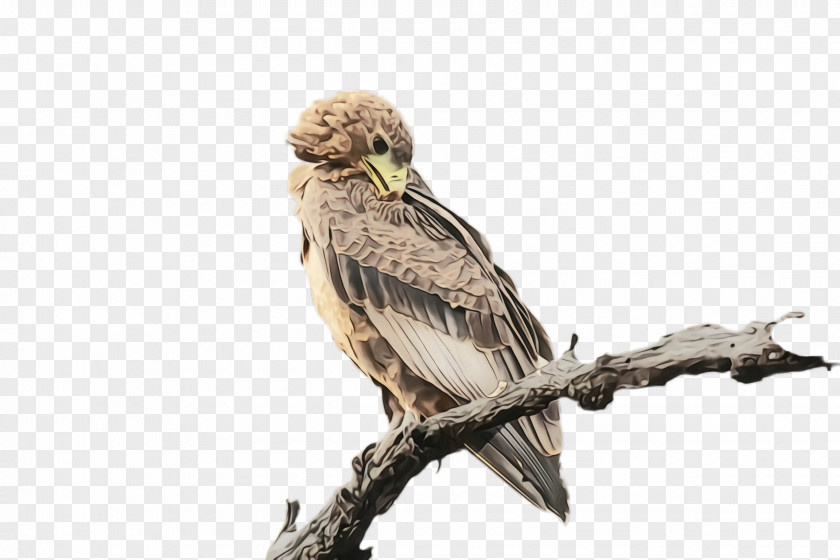 Wildlife Kite Bird Beak Of Prey Falconiformes PNG