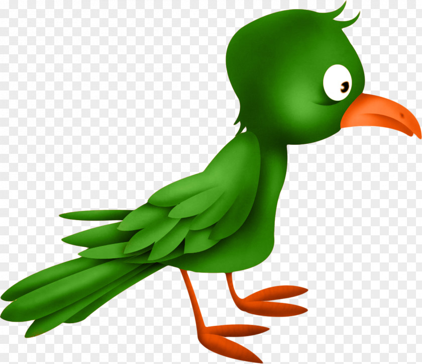 Birds Bird Duck PNG