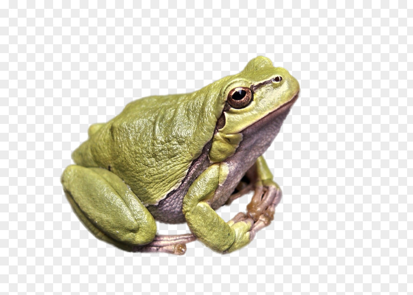 Frog Lithobates Clamitans Killing The Kordovas Desktop Wallpaper PNG