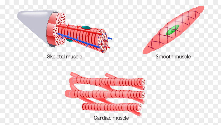 Muscle Tissue Skeletal Cardiac PNG
