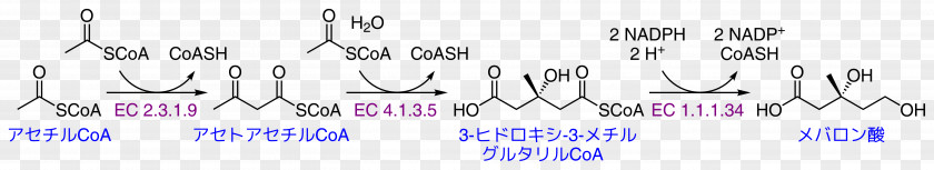 Pathway Mevalonic Acid Mevalonate Acetyl-CoA Coenzyme A Acetyl Group PNG