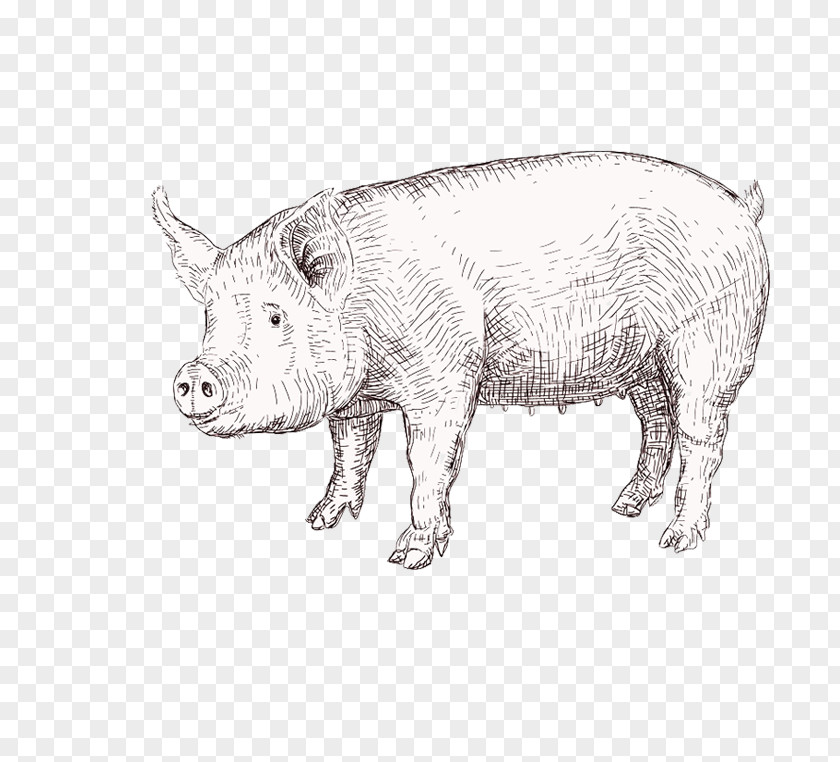 Pig Domestic Drawing Vector Graphics Illustration PNG