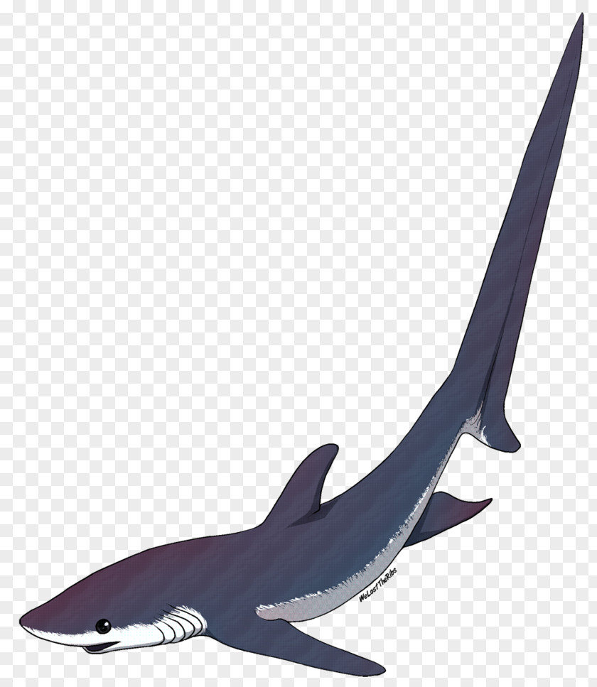 Shark USS Thresher (SSN-593) Isurus Oxyrinchus Chondrichthyes Common PNG