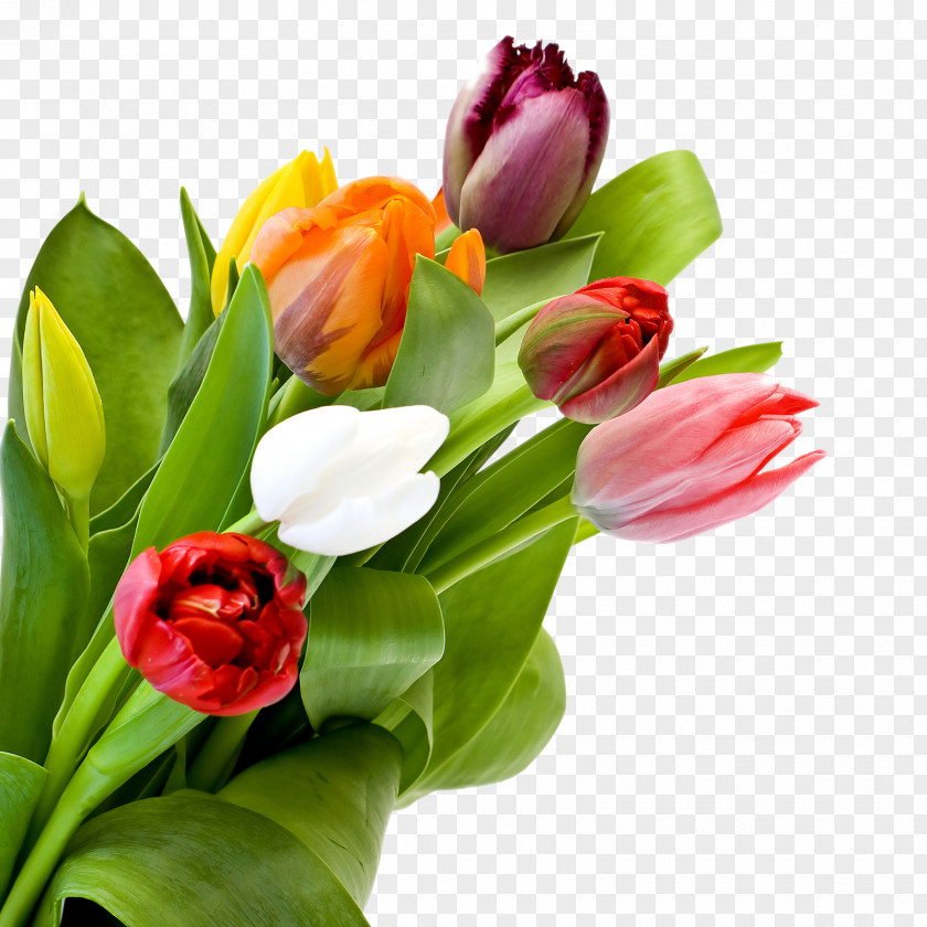Tulip Flower Bouquet Desktop Wallpaper Rose PNG