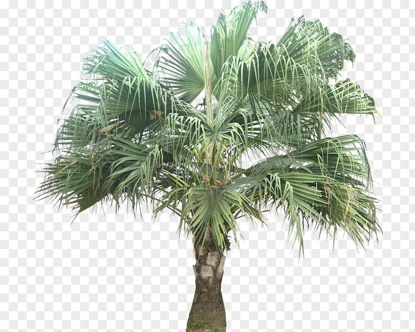Coconut Asian Palmyra Palm Livistona Chinensis Babassu Arecaceae PNG