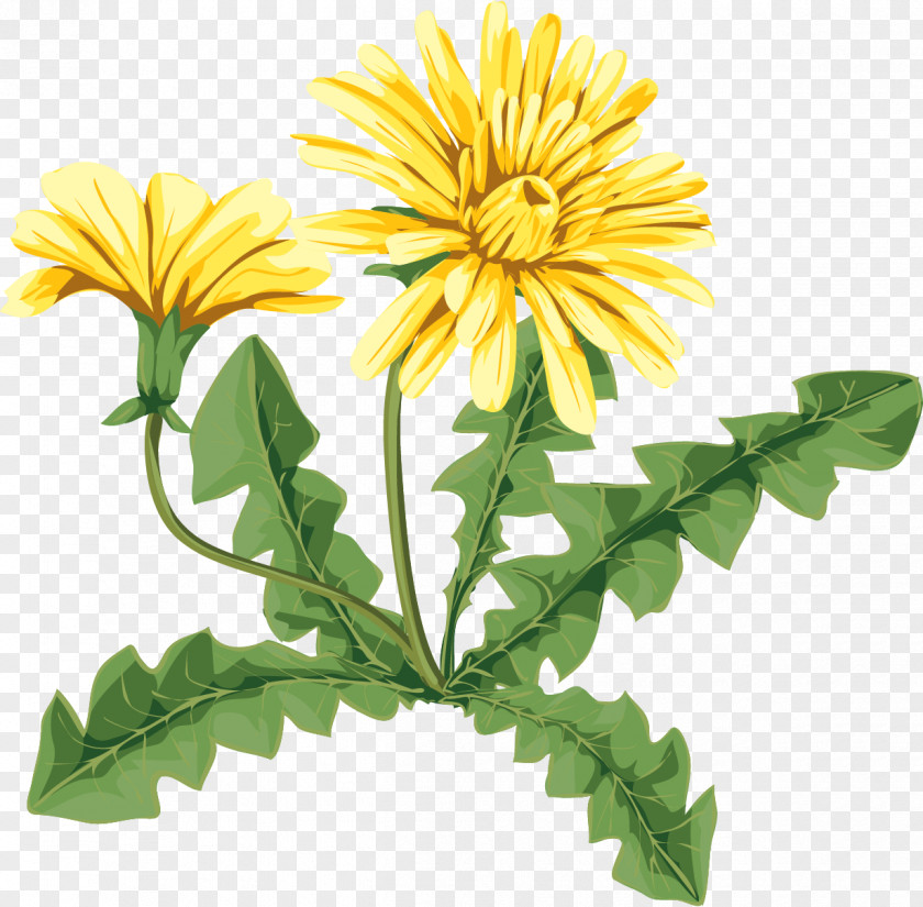 Dandelion Common Flower Drawing Art Oxeye Daisy PNG