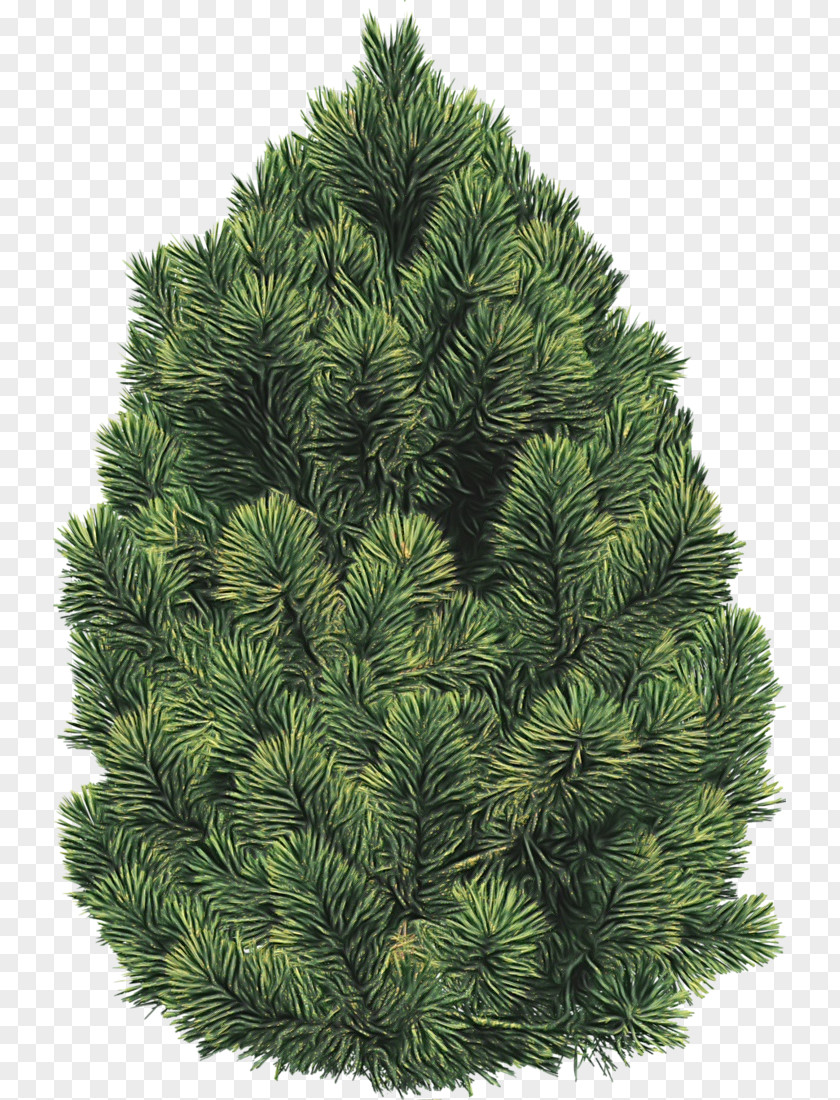 Eastern Hemlock Christmas Decoration Black And White PNG