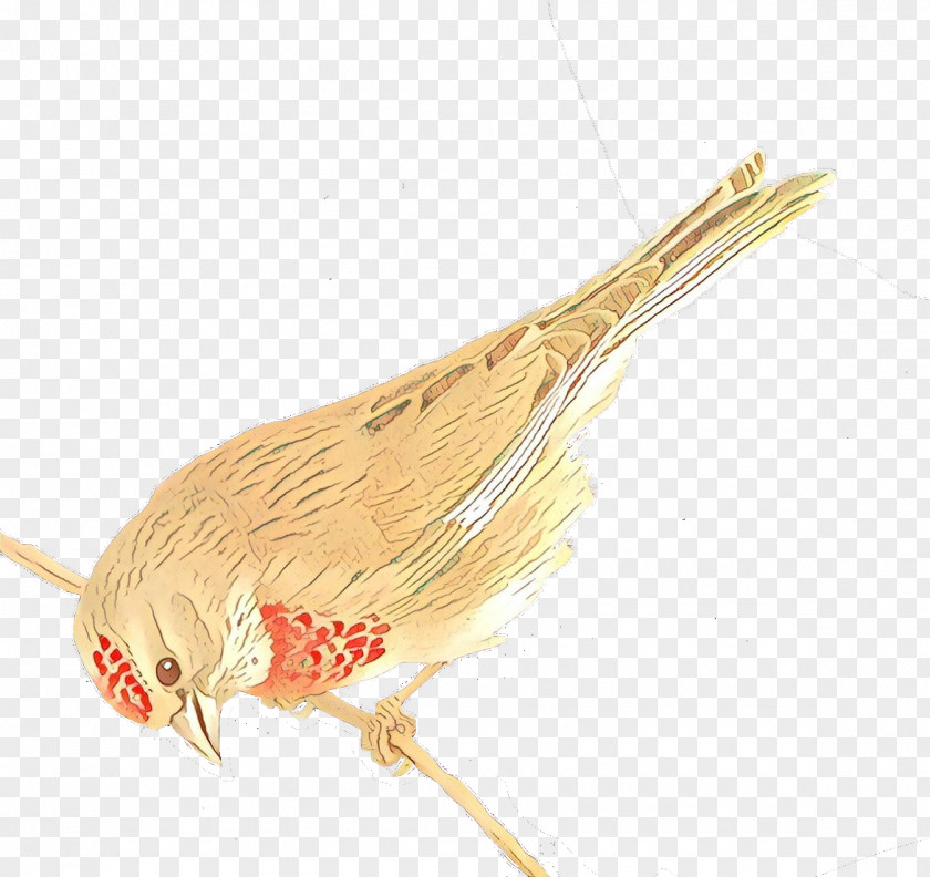Feather Beak Cartoon Bird PNG