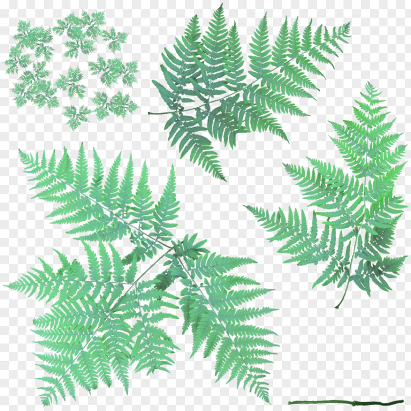 Vector Texture Fern Leaf Vascular Plant Bracken PNG