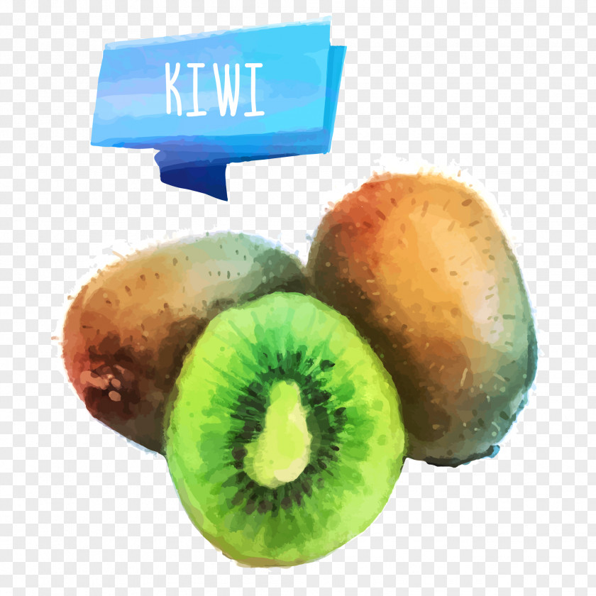 Watercolor Kiwi Vector Material Juice Fruit Painting Drawing PNG