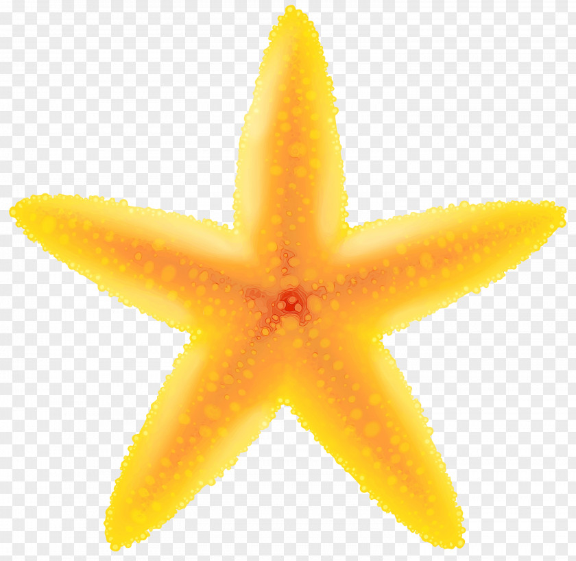 Marine Invertebrates Starfish Yellow Plant Starfruit Fruit PNG