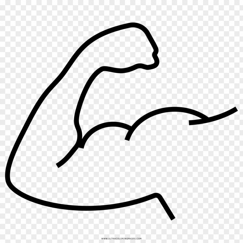 Natal Muscle Drawing Coloring Book Muscular System PNG