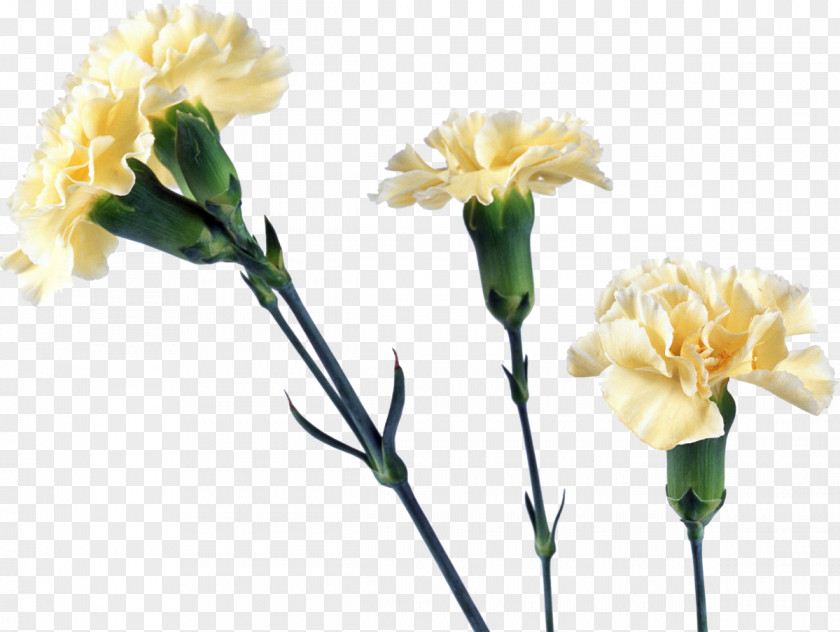 CARNATION Yellow Carnation Flower PNG