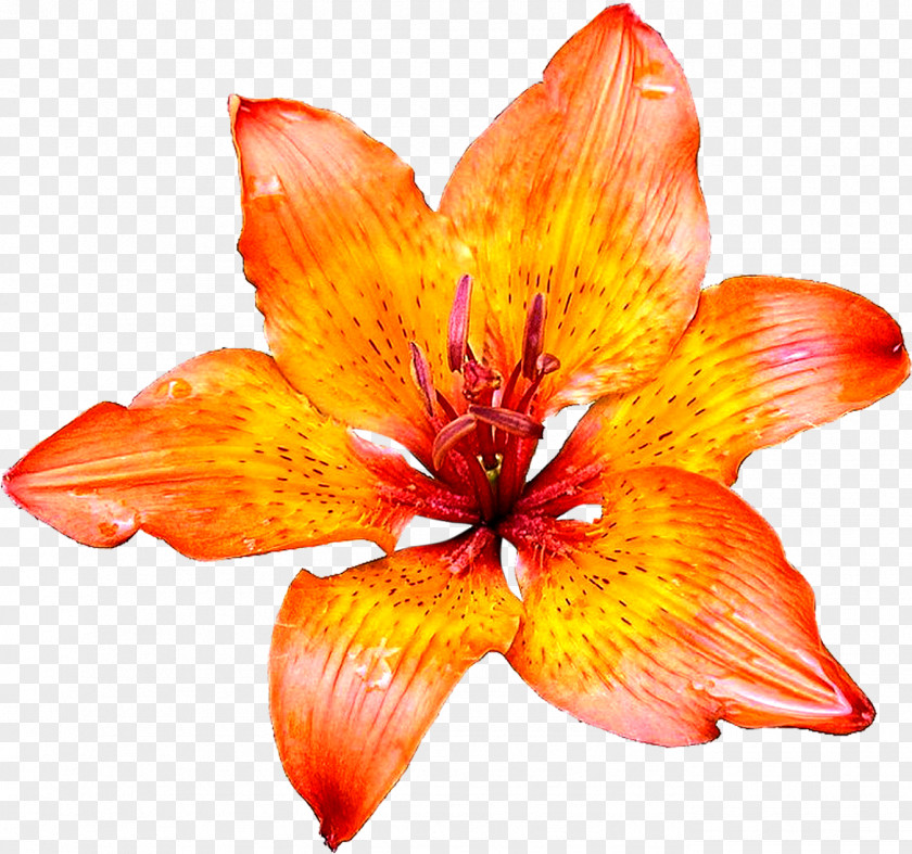 Daylily Closeup Orange PNG