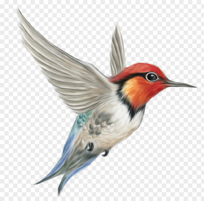 Humming Bird Transparent Clipart Picture Clip Art PNG